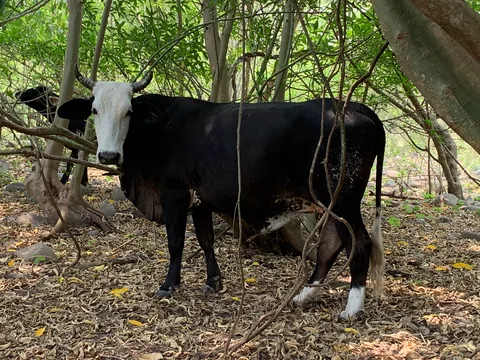 Res negra con manchas blancas bajo la sombra del arbolado