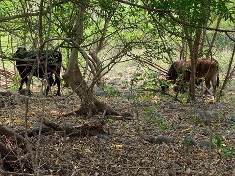 Reses entre ramas bajas y sotobosque del predio