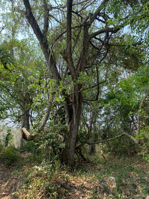 Árboles con follaje ralo sobre suelo seco