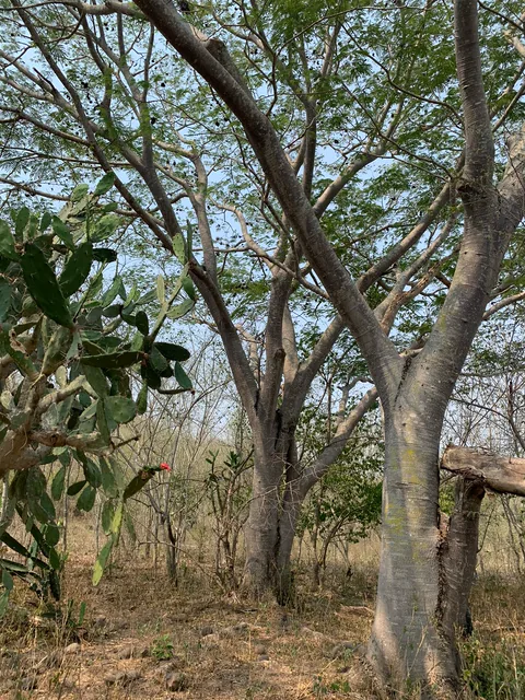 Árboles de tronco claro junto a un espacio abierto
