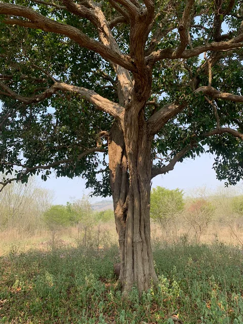 Árbol de copa amplia entre el pastizal