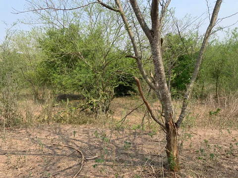 Árbol sin hojas sobre terreno seco con rodadas de vehículo