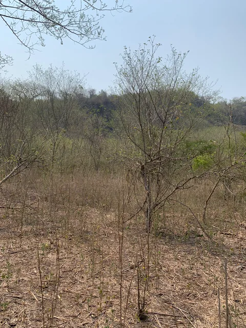Matorral seco en primer plano y lomerío boscoso al fondo