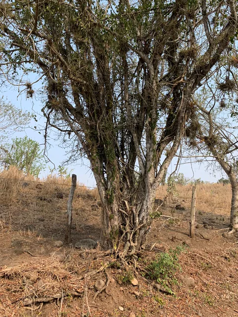 Postes de cercado parcialmente cubiertos por vegetación